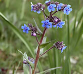 Anchusa barrelieri