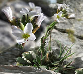 Arabis collina