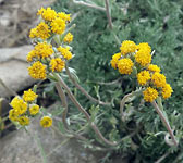 Artemisia glacialis