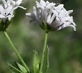 Asperula hirta