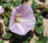 Convolvulus soldanella