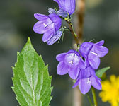 Campanula rhomboidalis