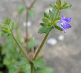 Campanula erinus