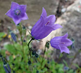 Campanula cochleariifolia