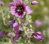 Lavatera arborea