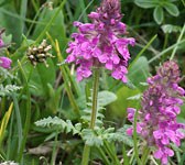 Pedicularis verticillata