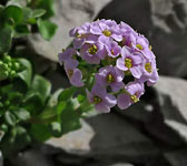 Thlaspi rotundifolium