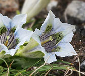 Gentiana acaulis var. semi-alba