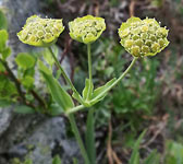 Bupleurum stellatum