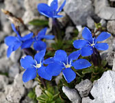 Gentiana brachyphylla