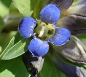 Gentiana cruciata