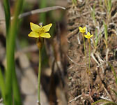 Cicendia filiformis