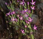 Centaurium spicatum