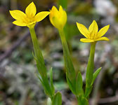 Centaurium maritimum