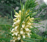 Pedicularis foliosa