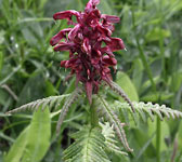 Pedicularis recutita