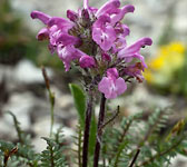 Pedicularis rosea