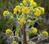 Senecio (Tephroseris) palustris