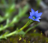 Gentiana prostrata