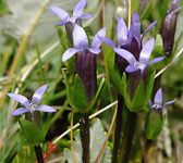 Gentianella tenella