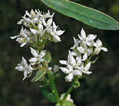 Galium boreale