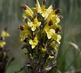 Pedicularis oederi