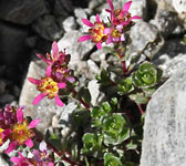 Saxifraga biflora