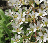 Saxifraga callosa