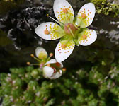 Saxifraga bryoides