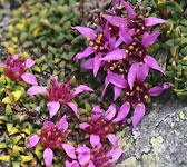 Saxifraga retusa