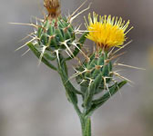 Centaurea melitensis