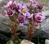 Sedum villosum