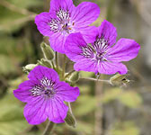 Erodium manescavii