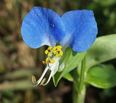 Commelina communis