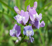 Astragalus austriacus