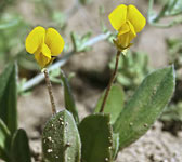 Scorpiurus muricatus