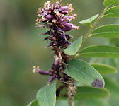 Amorpha fruticosa