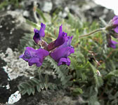 Oxytropis neglecta