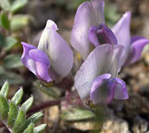 Oxytropis helvetica