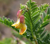 Astragalus penduliflorus