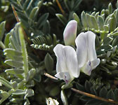 Astragalus tragacantha