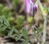 Astragalus baionensis