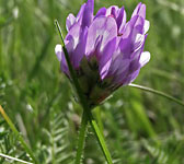 Astragalus danicus