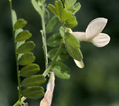 Vicia hybrida