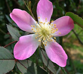 Rosa ferruginea