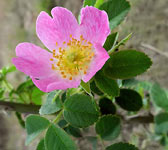 Rosa rubiginosa