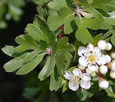 Crataegus azarolus