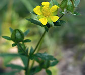 Potentilla norvegica