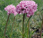 Valeriana tuberosa