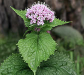 Valeriana pyrenaica